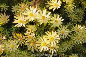 Leucandendron 'Wilson's Wonder' - winter bloom